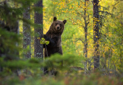 fuck-yeah-bears:  Brown Bear in the autumn