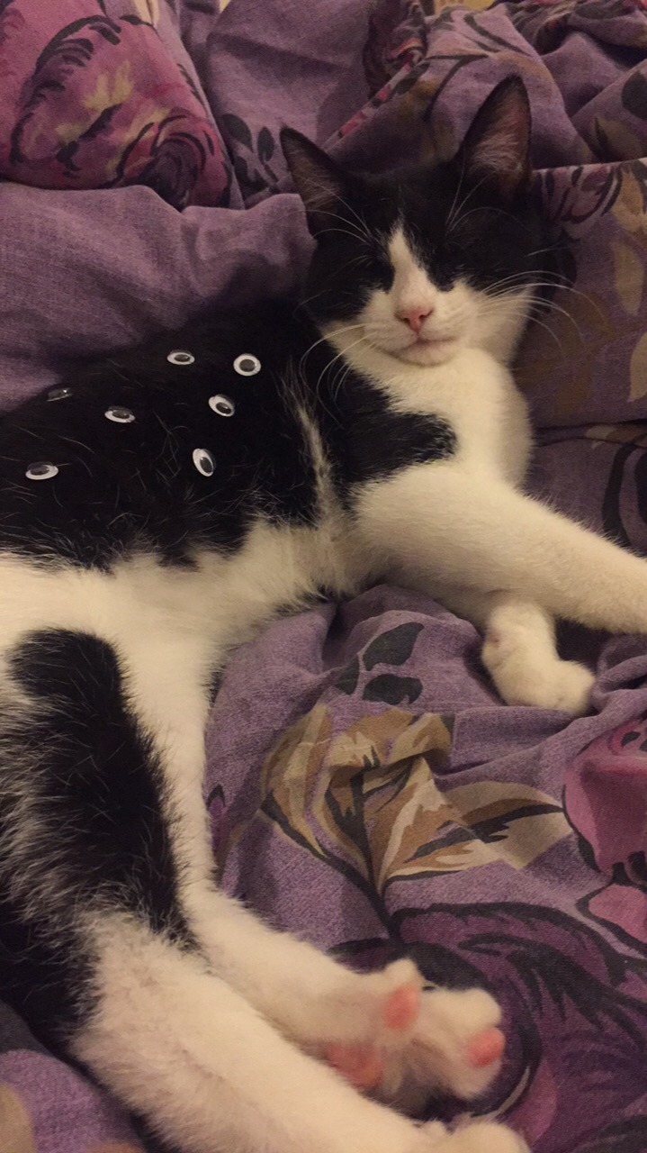 unflatteringcatselfies:Ouija grown extra eyes 👀 incase of sneaky bean touch attempts