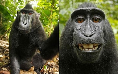 communistbakery - how does a monkey have a better selfie game...