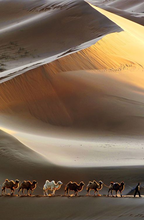 best-things:  Sahara life