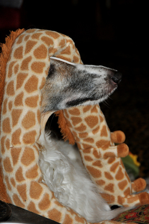 photozoi: Elegance, thy name is Borzoithe Wizzard-  Borzoi and giraffe wearer. 