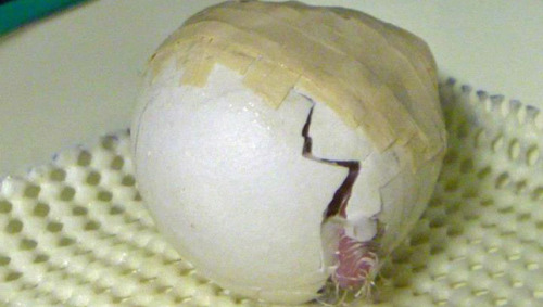 221cbakerstreet:tamorapierce:mothernaturenetwork:Endangered bird hatches from egg held together with