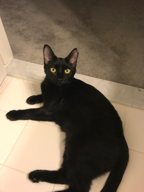 mycatstookovermylifehelp: Happy black cat appreciation day everyone! This is Olive, she’s abou