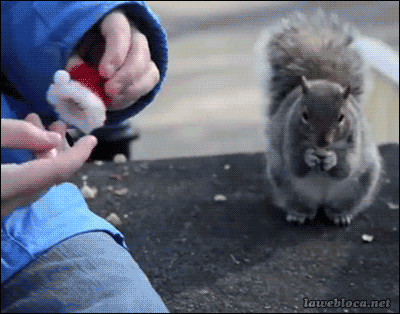 bunnyfood:  (via lawebloca:Video)  