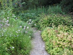 spillintoflower:  Wood garden