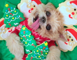 marniethedog:  The holidays are all abt family. also cookies. 