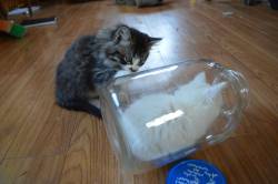 awwww-cute:  My kitten likes to ‘hide’ in this jar, and her brother is confused!