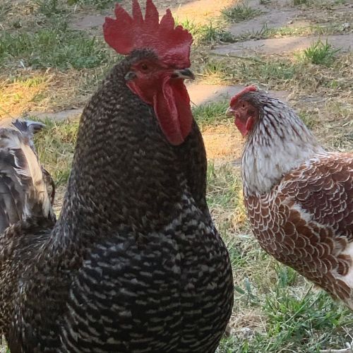 Hanging out with the birdies #yardbird #roosterKyle #henBlanche #chickensofinstagram https://www.in