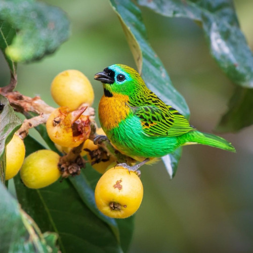 lowcountrygothic:  Brassy-breasted tanager (Tangara desmaresti) feeding on loquat.  