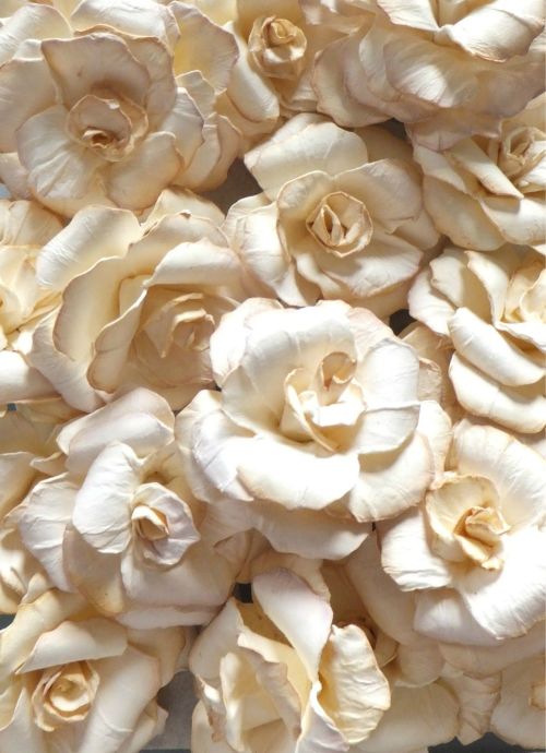 ⚜Esthetique⚜ | Ivory roses by March Ballyvaughn 