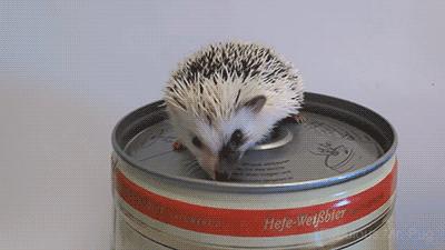gifsboom:Oktoberfest Hedgehogs. [video]