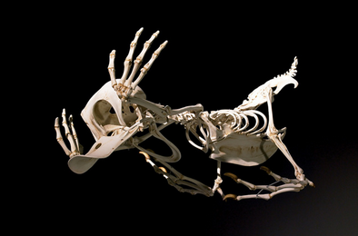sixpenceee:  Korean artist Hyungkoo Lee imagines what may lie beneath the skins of