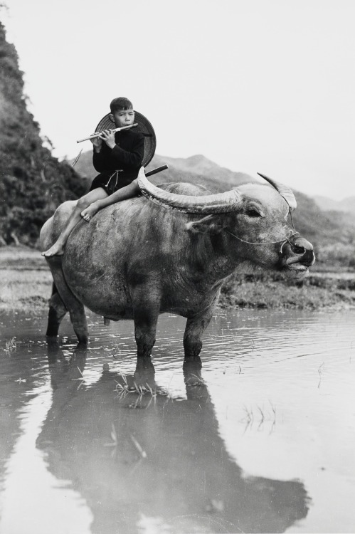 Dmitri Baltermants.  Boy with flute atop water-buffalo, Vietnam, 1955.