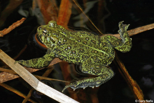 Here we see a male boreal toad [a subspecies of the western toad, Anaxyrus boreas boreas] await