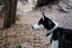 huskyhuddle:  Why does watching a dog be