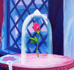 mickeyandcompany:  The rose she had offered was truly an enchanted rose, which would bloom until his 21st year. 