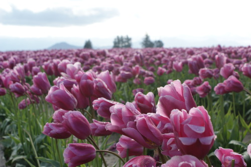 frommylimitedtravels:  Skagit Valley colors