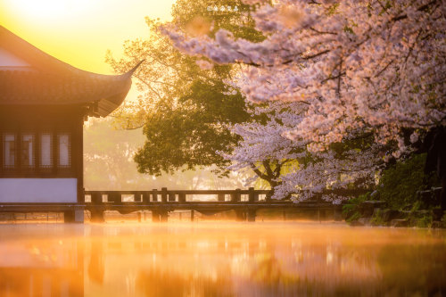 Spring & Morning Glory In West Lake, Hangzhou, Zhejiang Province By 渲染翌嘉
