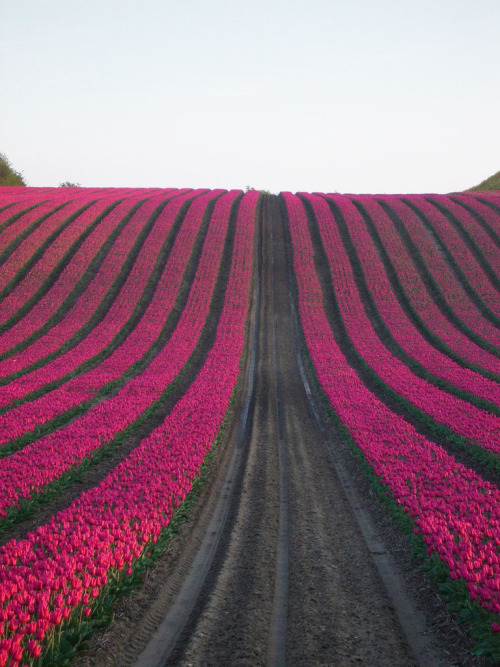 drxgonfly:Pink Tulip Field (by mogh_ip)