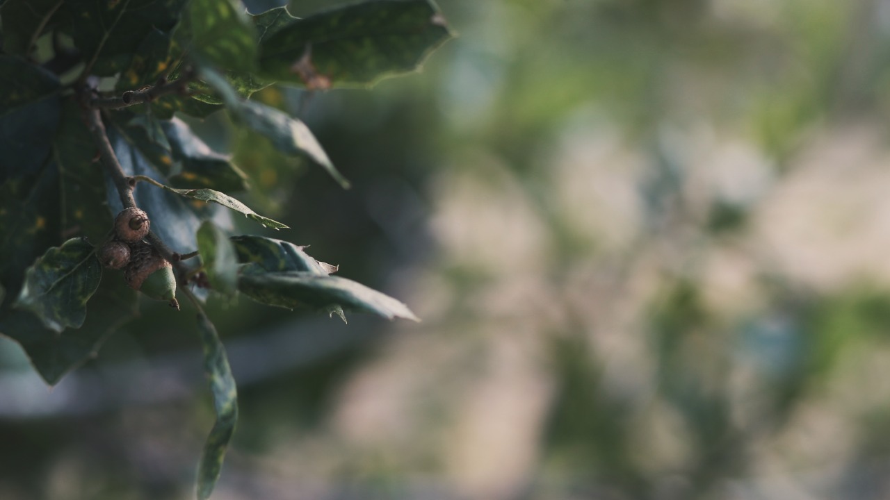 finchdown:   Sunday in 16 : 9quercus / gramina support these photographic endeavorsfinchlinden.com