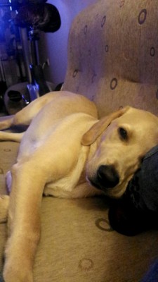 awwww-cute:  Hello as i saw u love animals, i’d like to send you a few pictures of my labrador Ares :)