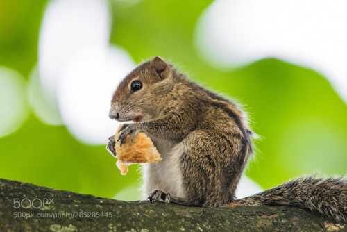 Squirrel with a bread by yazirzubair