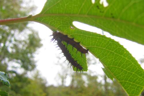 September 2015 - Maypops and caterpillarsStill learning insects, but my best guess is that those are