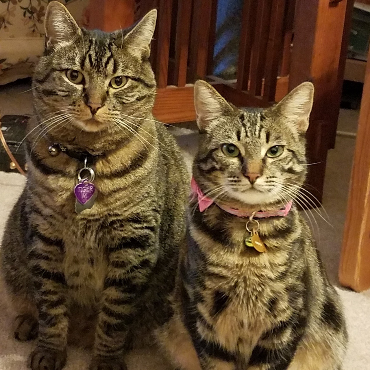Tiger and Nebbie