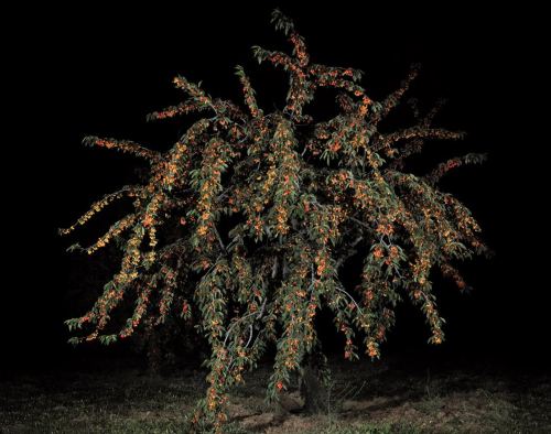 phasesmag:  Nikos Markouhttp://nikosmarkou.com/ 
