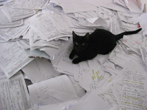 Black Cat Appreciation Post