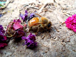 megarah-moon:  My brother and I found a lovely honey bee ^.^ (Someone’s a hard working &amp; tired lady~)