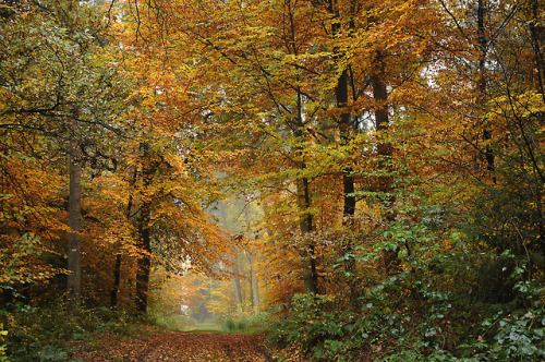 90377:Die Buchenhand - Herbst im Baccumer Wald; Lingen by Chironius