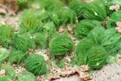 Underthescopemin:torbernite  Locality:moctezuma, Mun. De Moctezuma, Sonora, Mexico