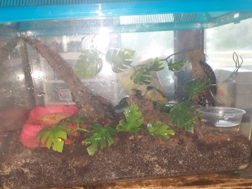 Added More Decor To The Madagascar Hissing Roach Enclosure