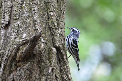 Black-and-white warbler in Central Park