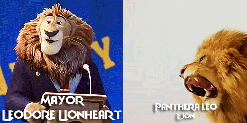 allmyhanddrawnsoul: Zootopia characters + Real life animals Celebrating Zootopia’s