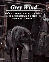 alexsexklaus:  thronesgifs challenge: [2] creatures » direwolves↳ These wolves