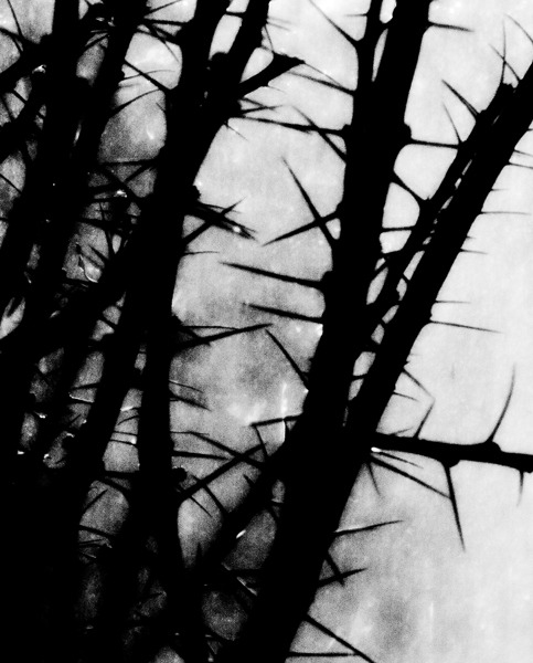 cross-connect:  Alexander Binder was born on Halloween night 1976 in the Black Forest/Germany.