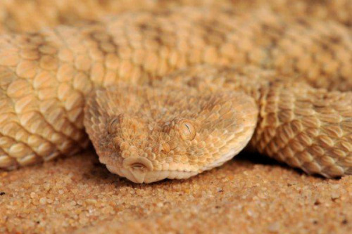 (Cerastes vipera) Sahara sand viper