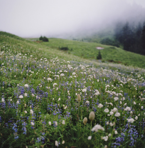 90377: the mood at mt. rainier  by Danielle  Nelson