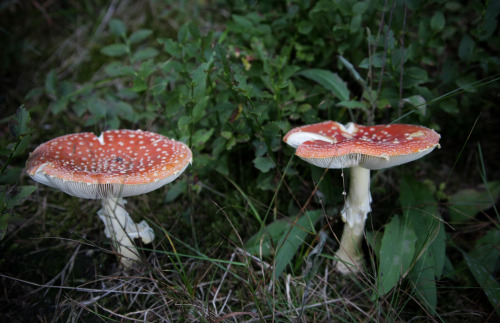 noirerora: Agaric and Amanita by noirerora