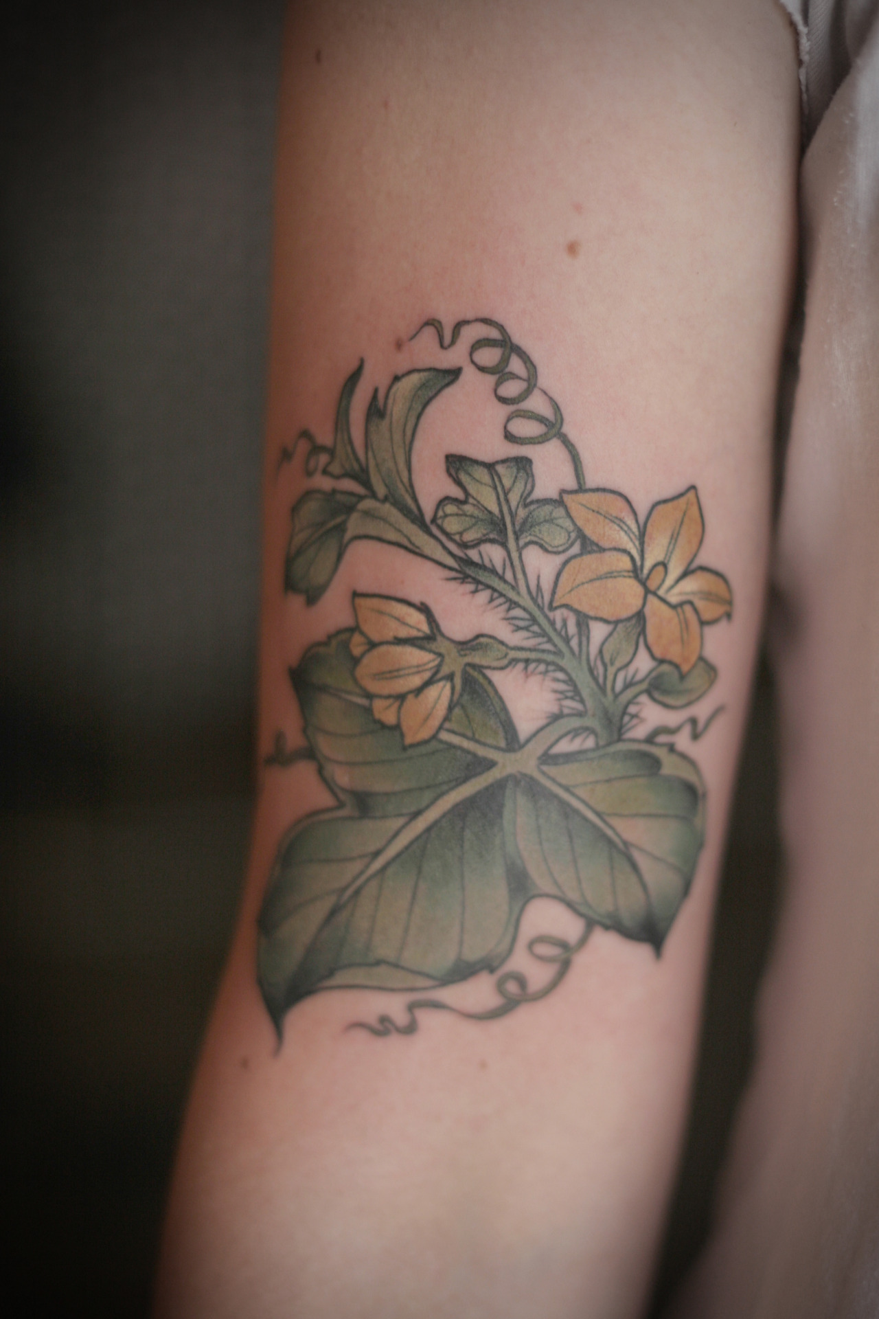 kirstenmakestattoos:  Cucumber plant illustration for Claire. Thanks lady, this was