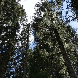 Cedar