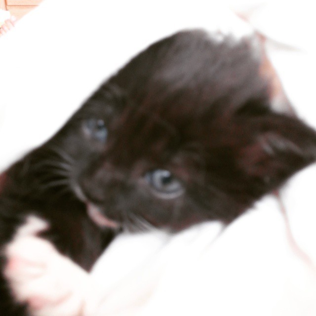 #RetroFriday Going back a few months to Bloo’s # kitten days. #CutenessOverload (at Casa Yogi)