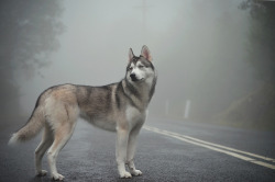 ihavelotsofdogs:  Foggy days. by ~Mr. Fox~