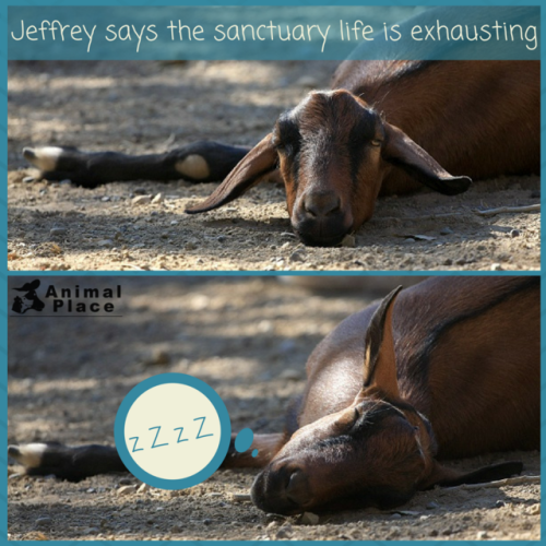 Jeffrey, rescued from a goat dairy farm, can rest easy knowing that for the rest of his life he will