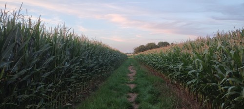 Sometimes The Best Thing In The World Is Just To Enjoy The Countryside With My Dog... 