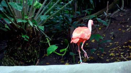 Scarlet Ibis - Don’t walk away&hellip;