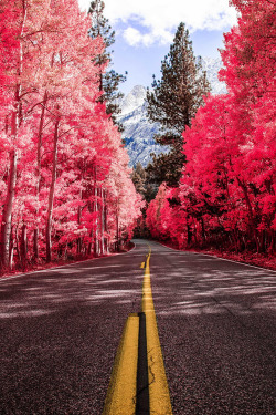 Plasmatics-Life:  Red Trees ~ By Jaganath Achari 