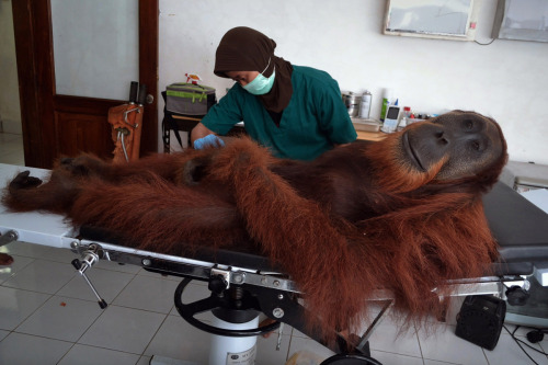 wnycradiolab:  A veterinary staff member of the Sumatran Orangutan Conservation Programme center conducts medical examinations on a 14-year-old male orangutan. 